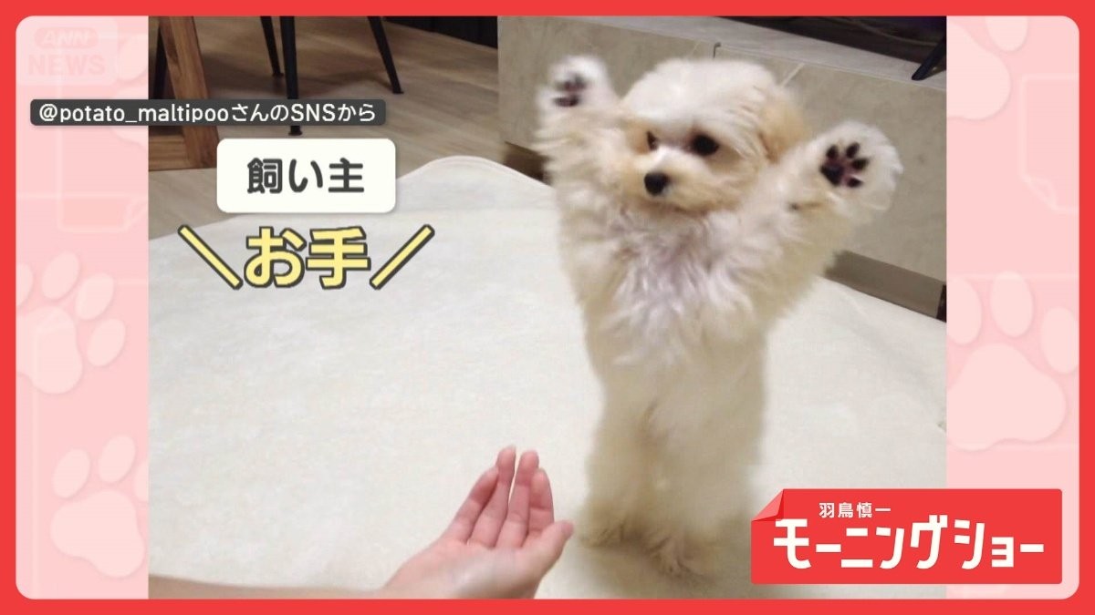 激しすぎる　バンザイからの…どりゃー！　お手が激しいワンちゃん　なぜ全力でお手？