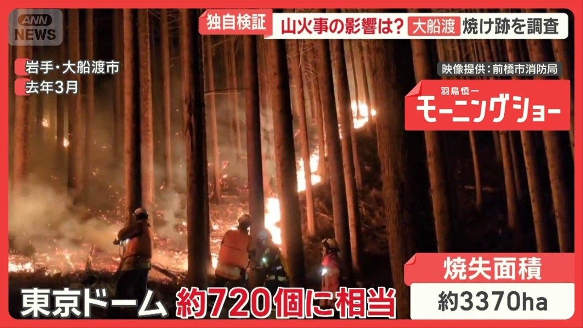 「良い木は燃えた」木材できず価格半減　岩手・山火事　鎮火後に潜むリスクを独自検証
