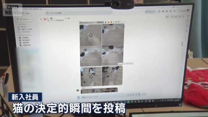 猫専用のチャットルーム
