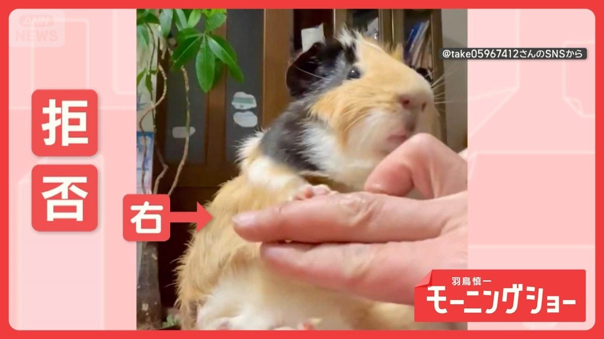 左はいいけど…右は絶対にダメッ！“握手”を拒否するモルモット　なぜ片方だけ？