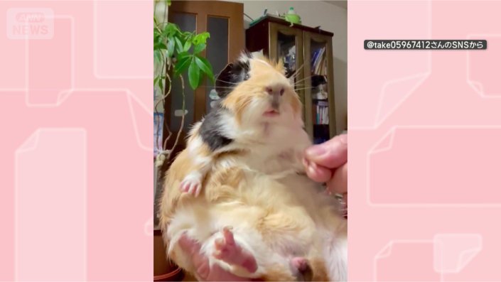 左は握手