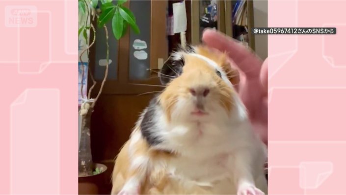 なでられてウットリ