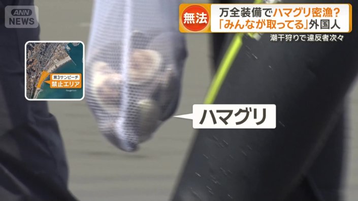 網には大ぶりのハマグリ