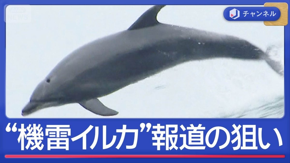 “機雷イルカを検討”報道にイランが反論　何が…狙いは？