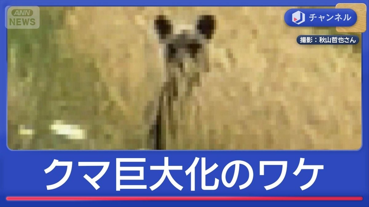 GWの人里に…クマが巨大化　なぜ？