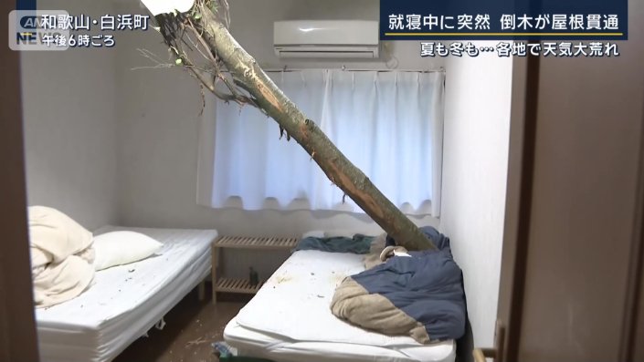 住宅に巨木