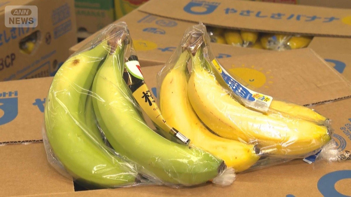 「黄色く熟成できない」バナナ出荷停止の恐れ　中東情勢長期化でエチレンガス入手困難