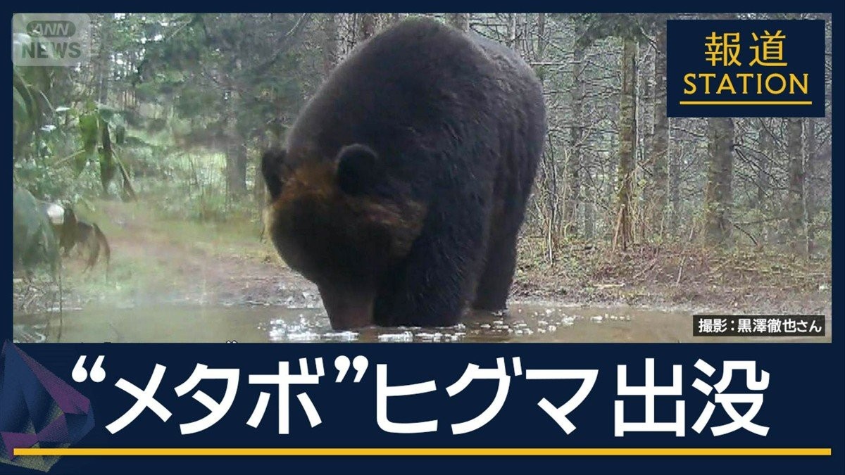 “メタボ”な個体も…GWも各地でクマ出没　秋田県で男性けが