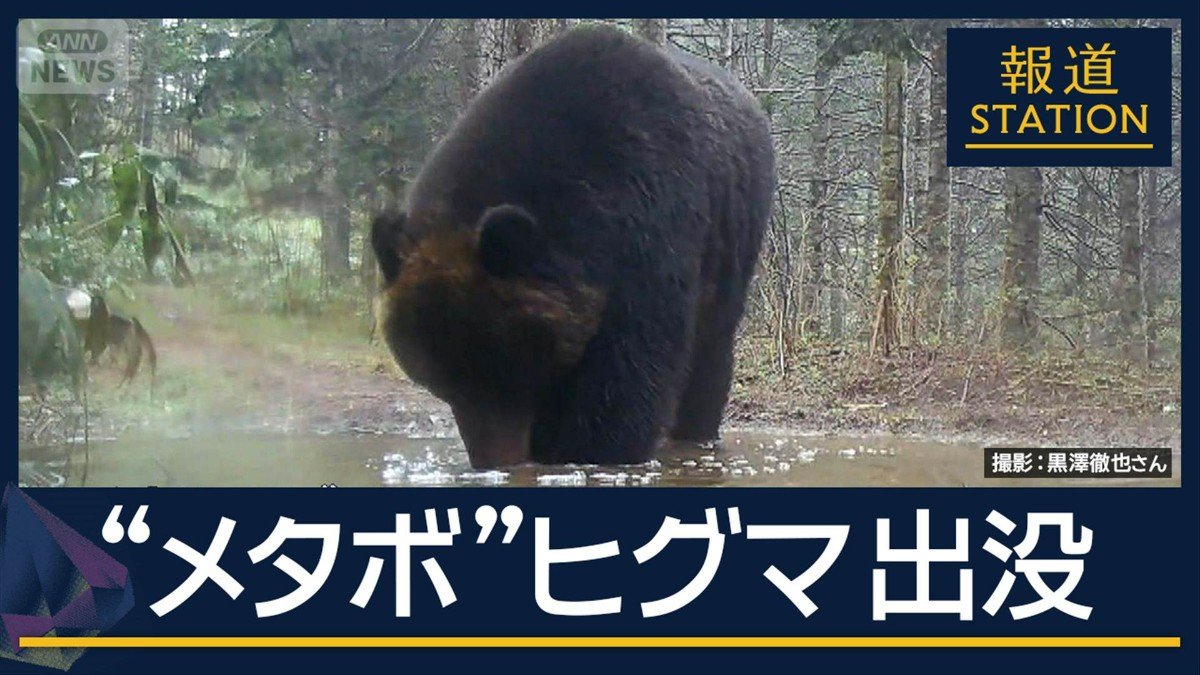 “メタボ”な個体も...GWも各地でクマ出没 秋田県で男性けが