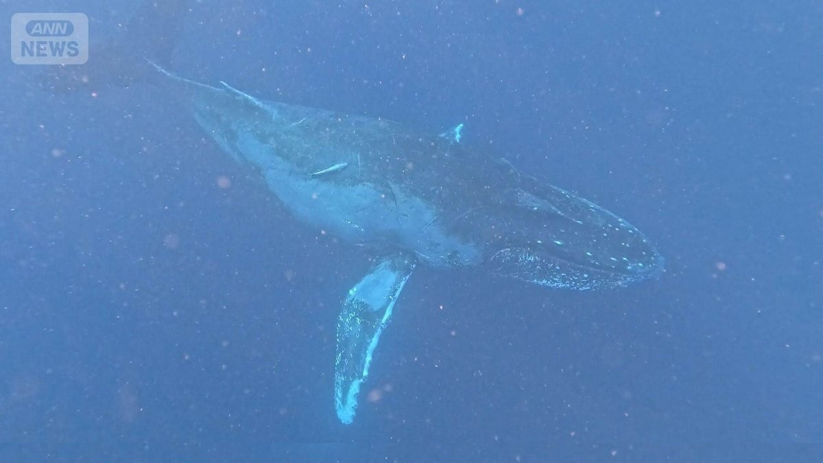 沖縄のホエールウォッチングに客殺到　海上のオーバーツーリズム　ストレスか行動異変