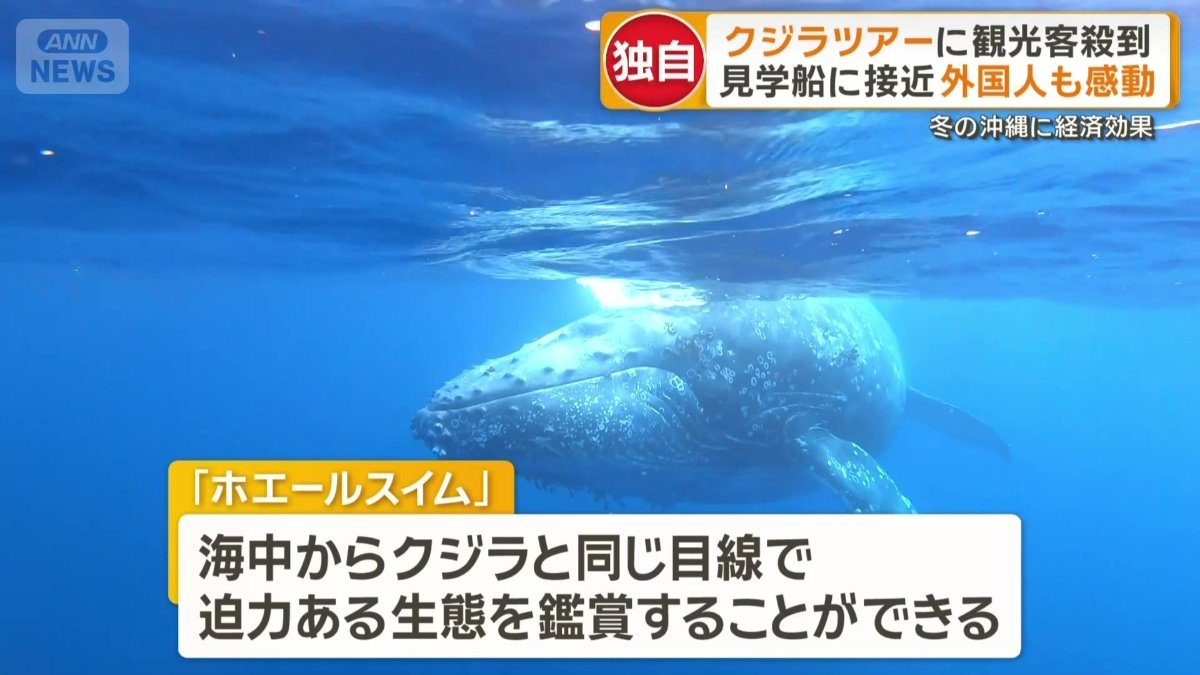 近年人気の「ホエールスイム」