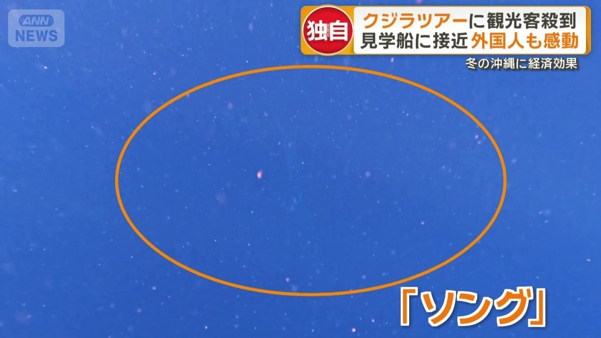 ザトウクジラのオスだけが出す鳴き声「ソング」