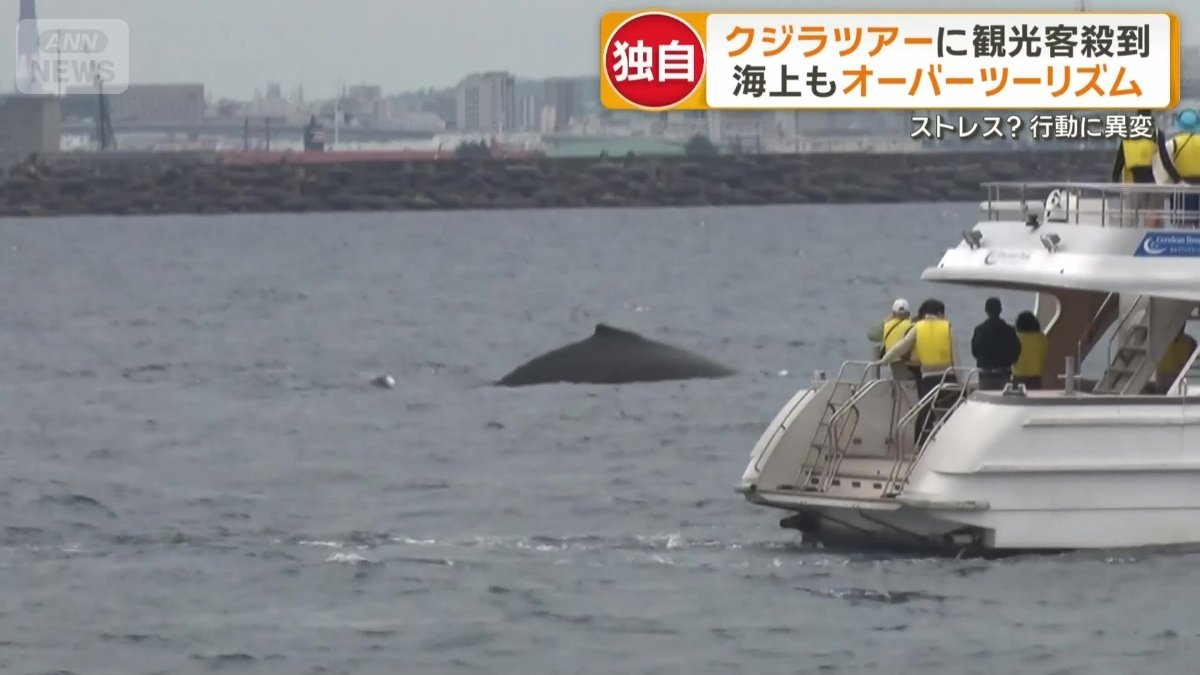 人気のホエールウォッチング