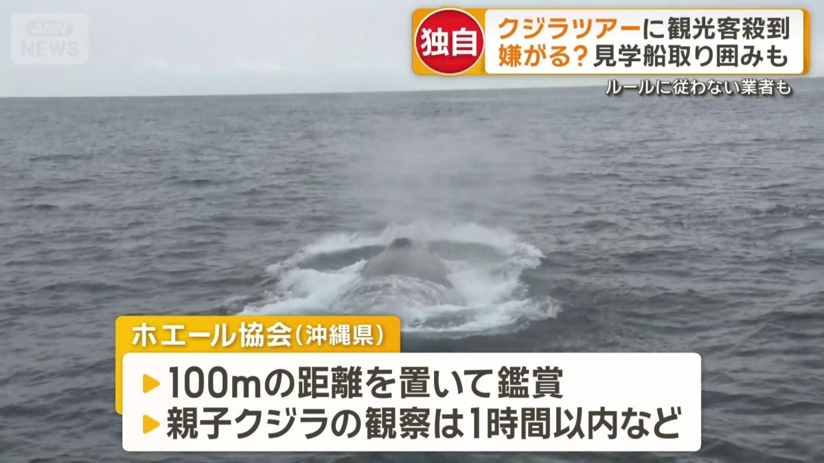 沖縄県に4つあるホエール協会が定めるルール