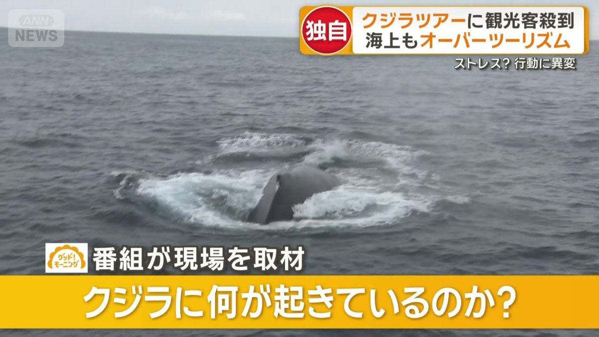 クジラに何が起きているのか？