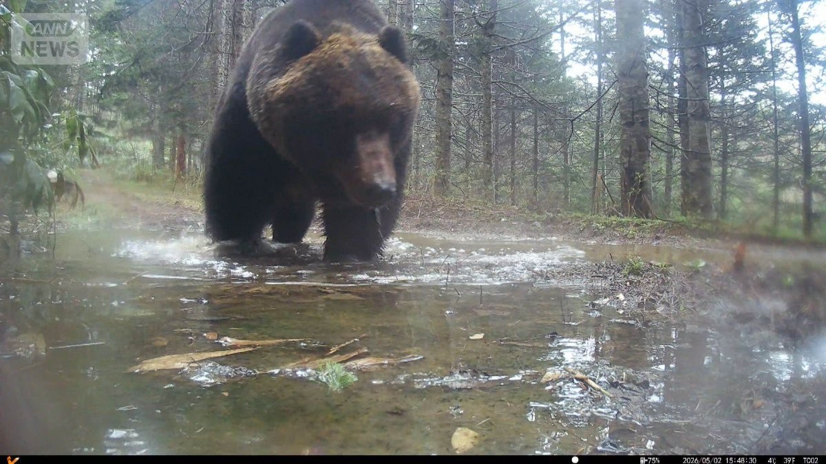 冬眠明けなのに…300kg「メタボヒグマ」北海道で出没　秋田では今年初の人身被害も
