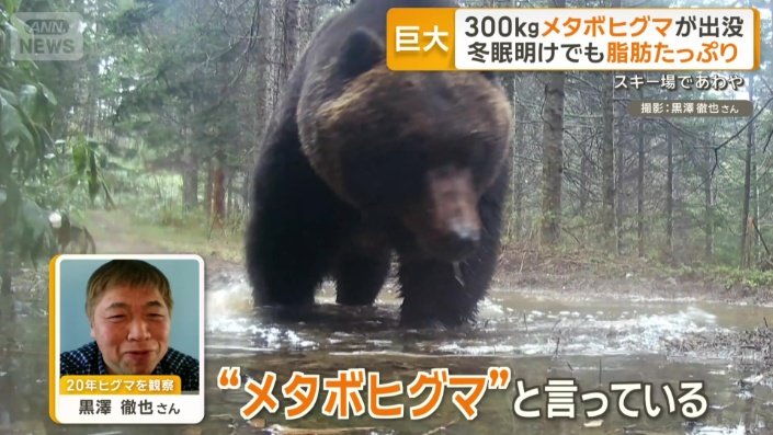 “メタボヒグマ”