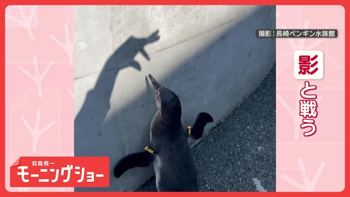攻撃を華麗にスルーしてくちばしで応戦！　機敏なペンギンさん　対戦相手は…影！？