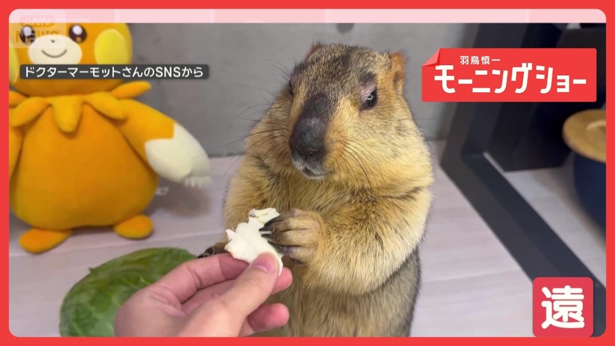 「きょうは結構です…」大好物を前脚で遠ざけるマーモット　なぜ“お断り”するの？