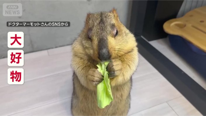 キャベツ大好き