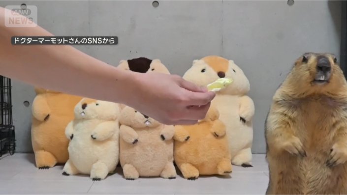 いらないってば