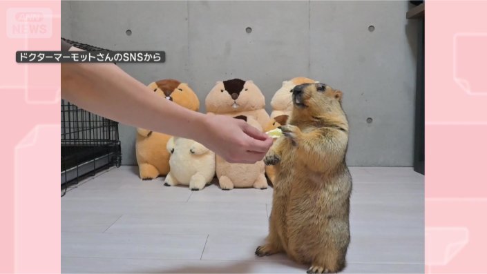 いらないです