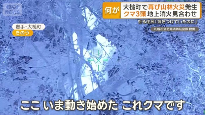 クマ