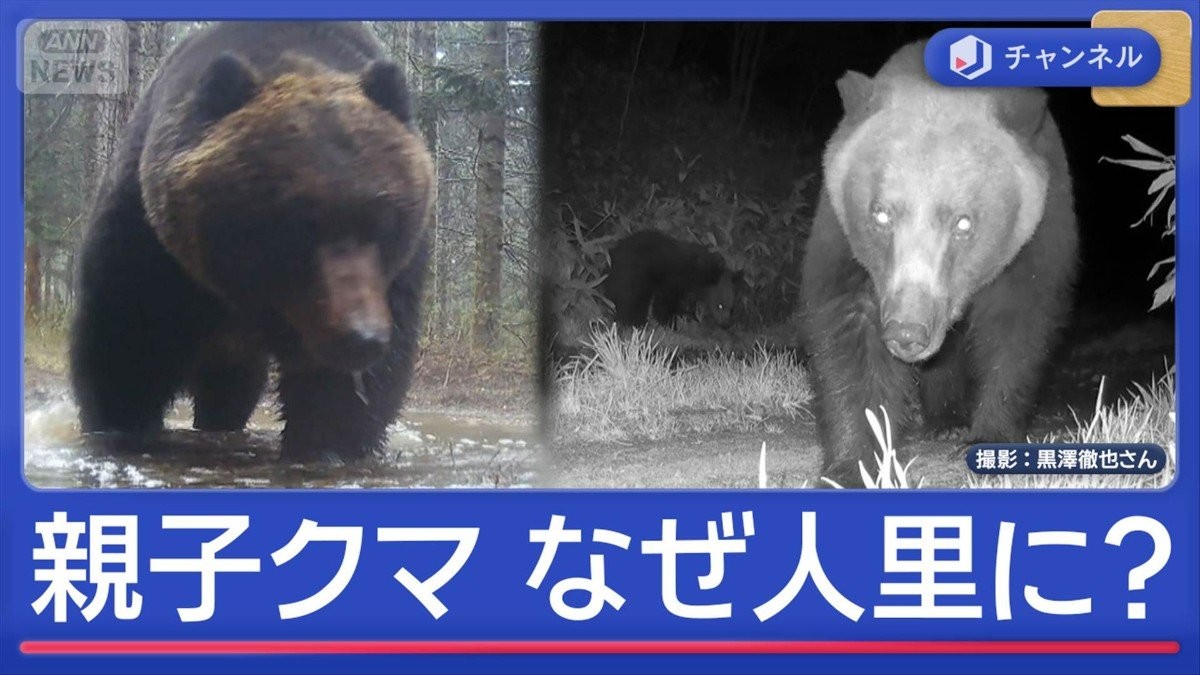 「親子クマ」人里に“あえて出没”なぜ？墓参り中に遭遇も