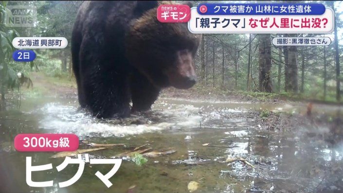 300キロ級の巨大ヒグマ