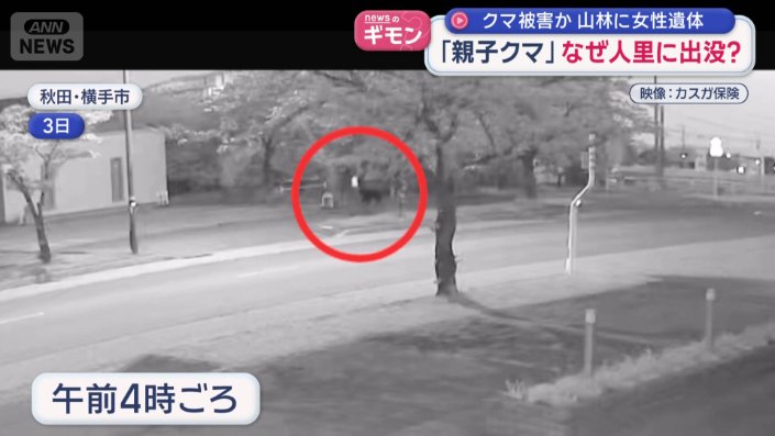 市街地にクマ