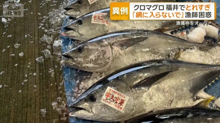 上半期の漁獲枠に達したため水揚げを停止
