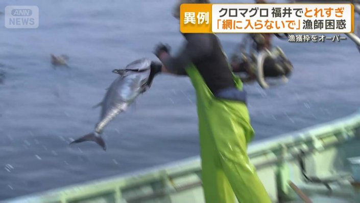 リリースされる30キロ以下のクロマグロ