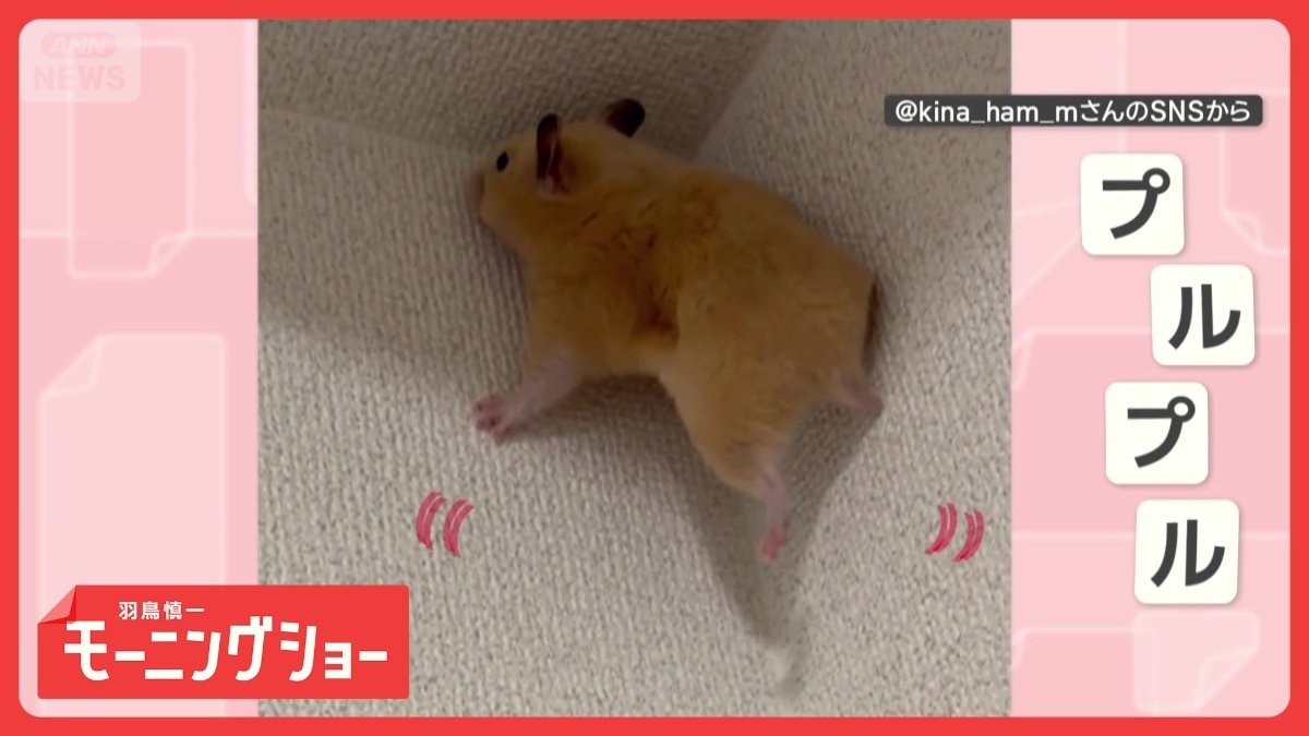 そこに壁があるから！　登り続けるハムスターさん　すべってもプルプルしても…なぜ？