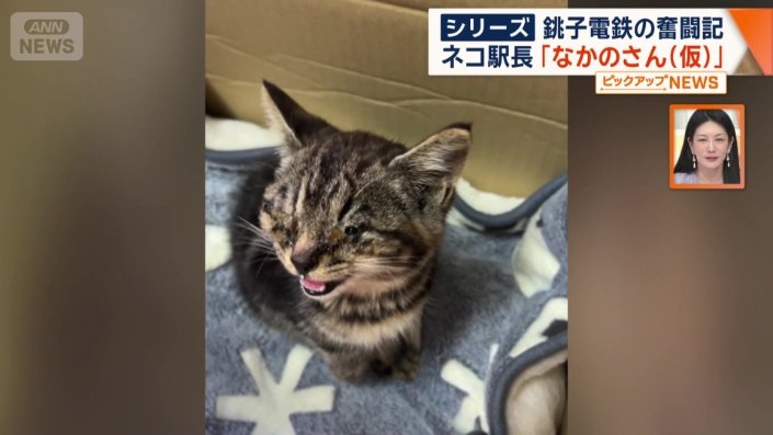 保護した時のなかのさん(仮)