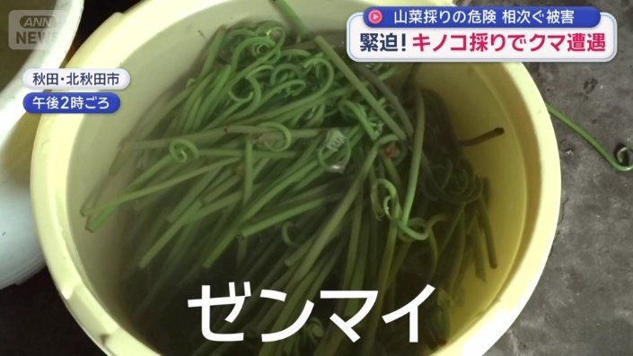 ゼンマイ
