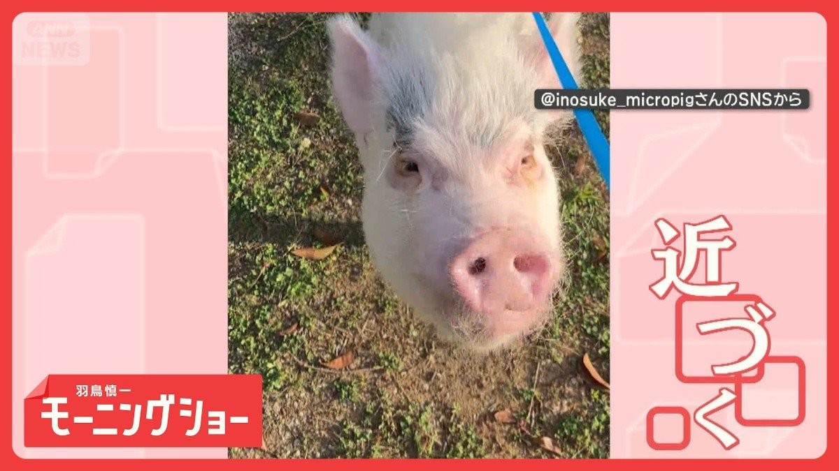 名前を呼んでも…無視　だけど「バナナ」には反応するブタさん　言葉を理解してる？