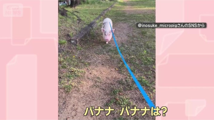 え、バナナ？