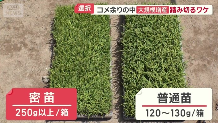 従来の2倍の密度で苗を育てる「密苗」