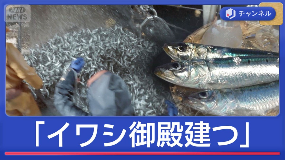 漁師も驚く豊漁ラッシュ「イワシ御殿建つ」　佐渡のマグロも“大漁前倒し”
