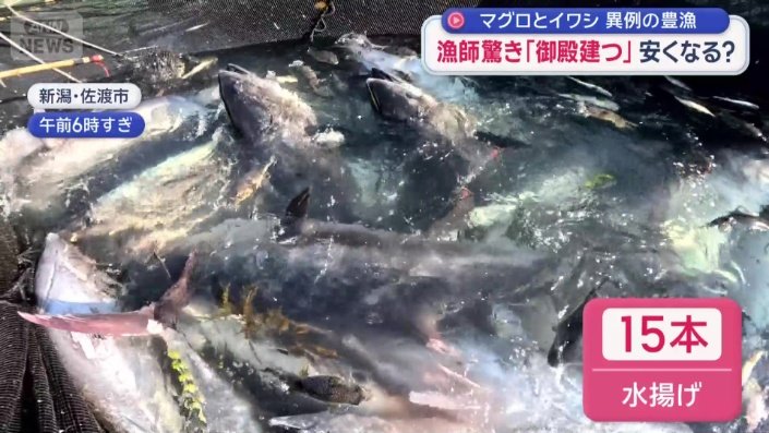 水揚げされたクロマグロは15本