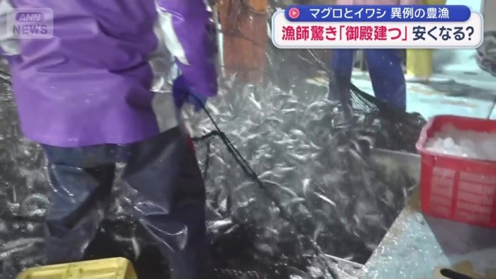 大量のイワシ