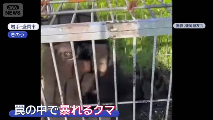 ワナの中で暴れるクマ