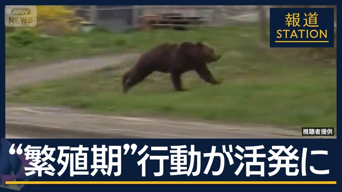 北海道・国道沿いに“2mヒグマ”出没　今後“繁殖期”で行動活発化に警戒