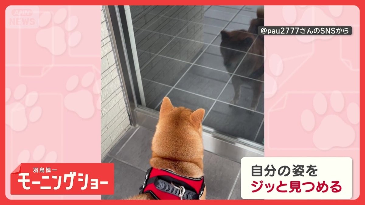 「美意識高いワン」　ガラスに映る自分を繰り返しチェック　身だしなみを気にしてる？