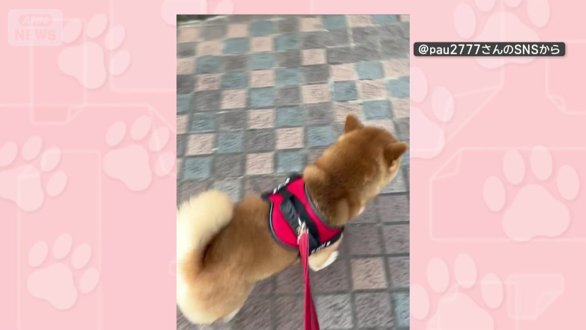 お散歩が大好き