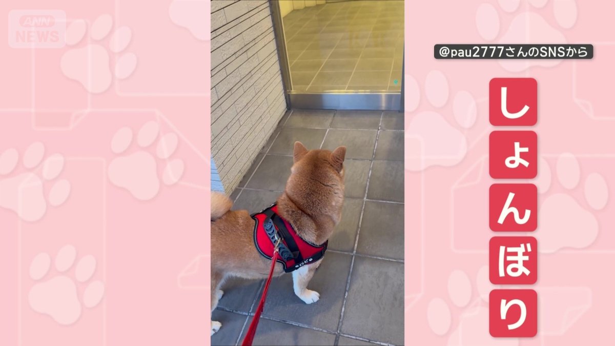反射しない時は…しょんぼり