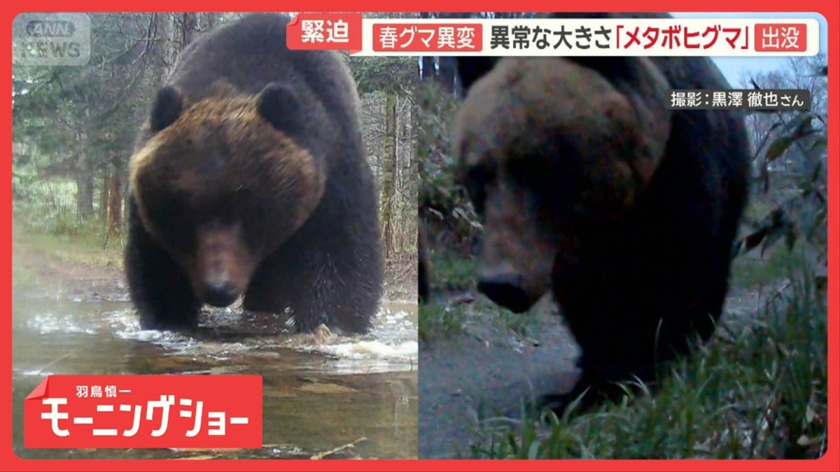 春グマの生態に異変　異常な大きさ…北海道では「メタボヒグマ」　秋田では市街地に