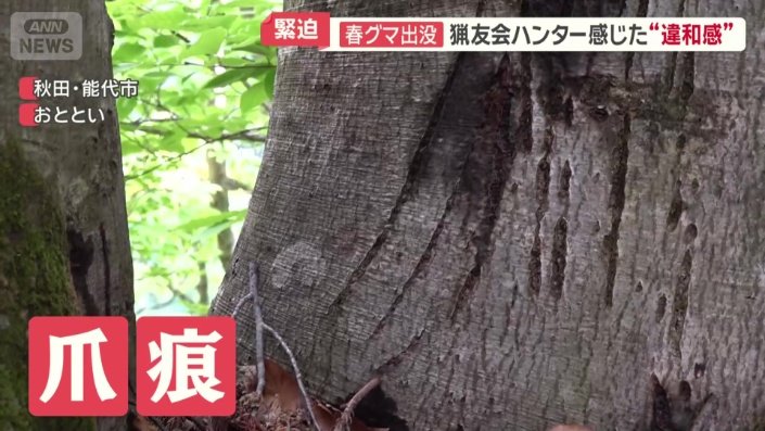 ブナの木の根元に爪跡