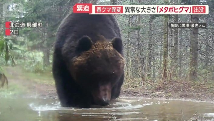 ヒグマ