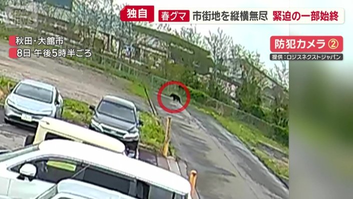 クマ
